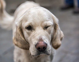 H Tech pet golden retriever Wilson